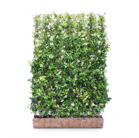 Plante Naturale - Trachelospermum Jasminoides - Iasomie Stelată 180 Cm