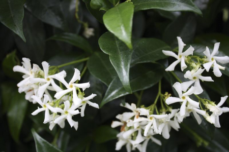 Trachelospermum Jasminoides - Iasomie Stelată [3]