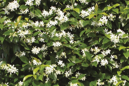 Trachelospermum Jasminoides - Iasomie Stelată [4]