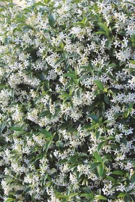Arbori si arbusti naturali - Trachelospernum (Rhyncosp.) Jasminoides
