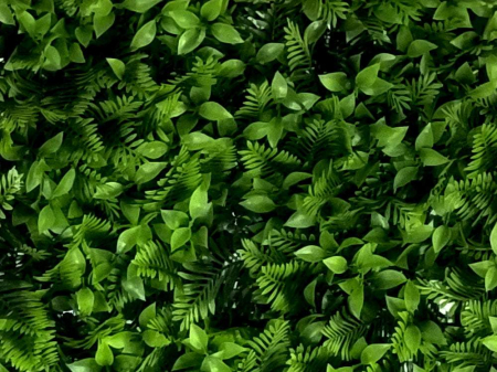 Vegetație de ferigi [1]