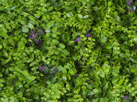 Vegetație Pennywort [1]