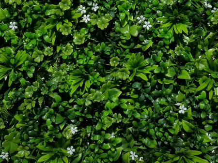 Vegetație sedum - flori albe [2]