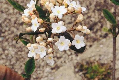 Plante Naturale - Viburnum Burkwoodi