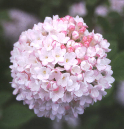 Plante Naturale - Viburnum Carlesi