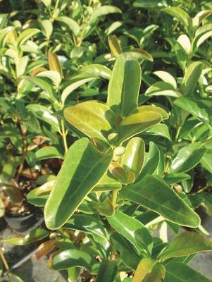 Arbori si arbusti naturali - Viburnum Lucidum