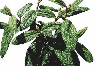 Plante Naturale - Viburnum Rhytidophyllum