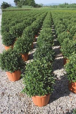 Plante Naturale - Viburnum Tinus Eve Price