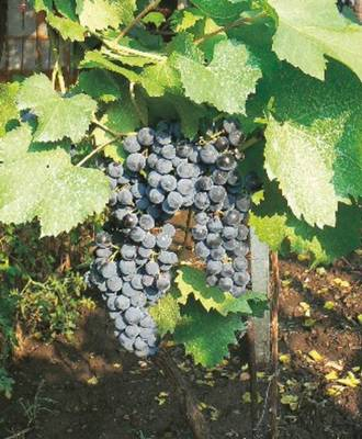 Arbori si arbusti naturali - Vitis Vinifera