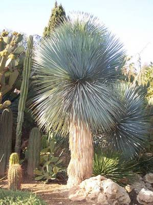 Plante Naturale - Yucca Rostrata