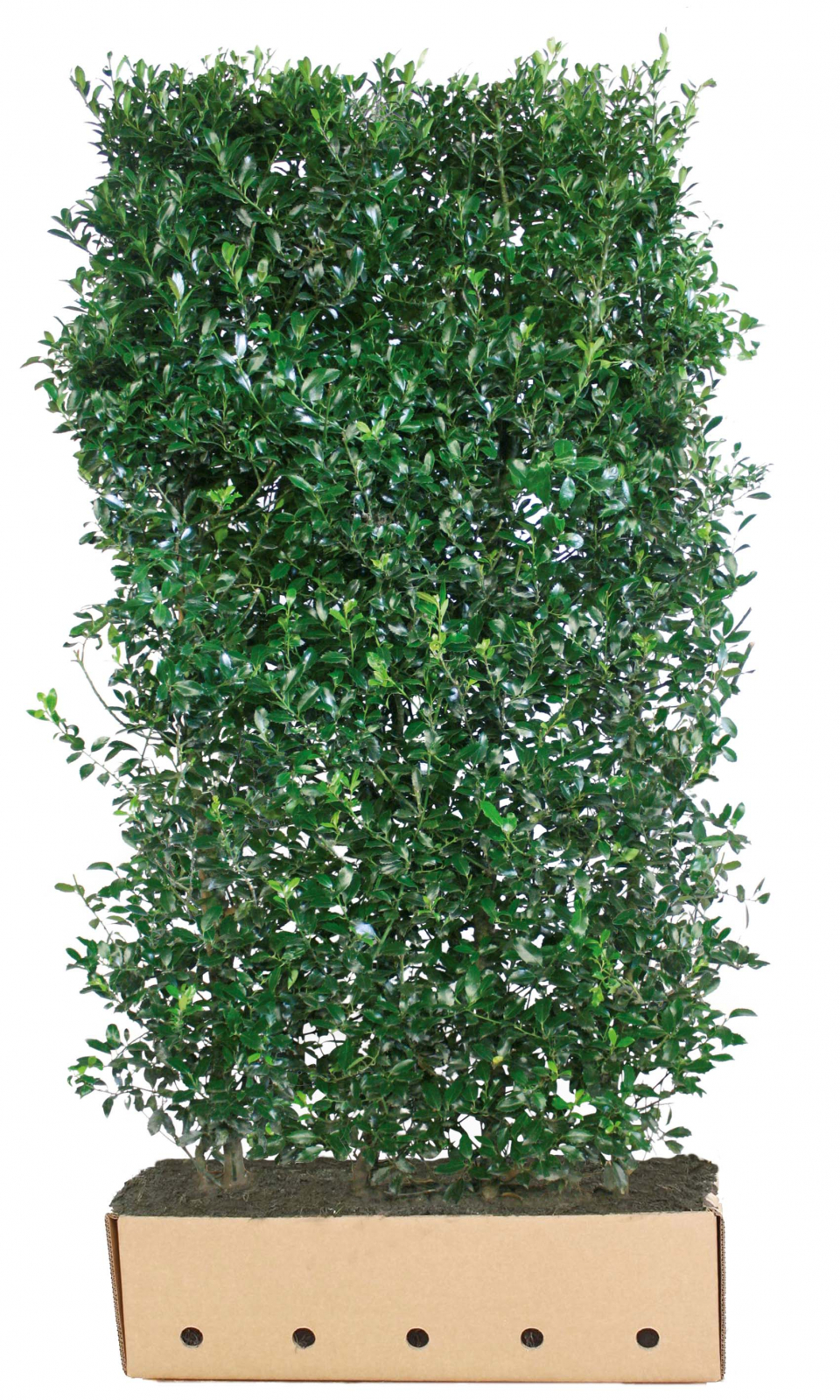 Frantic Perennial Herbs Or Shrubs '94 レア Frantic Perennial Herbs