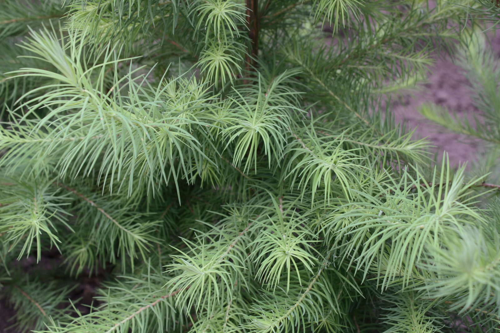 Larix Kaempferi - Larice Japoneză