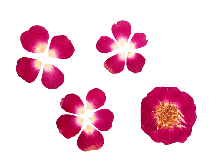 Floare naturala uscata si presata - Trandafir, Set 20buc [2]