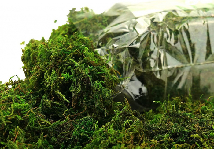 Muschi natural Conservat 100g [1]