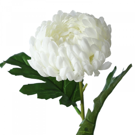 img-attr