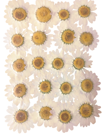 Plante si Flori Conservate / Uscate - Floare naturala uscata si presata - Crizantema, Set 20buc