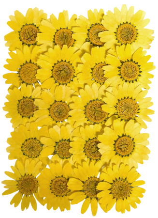 PLANTE SI FLORI NATURALE - Floare naturala uscata si presata - Crizantema, Set 20buc