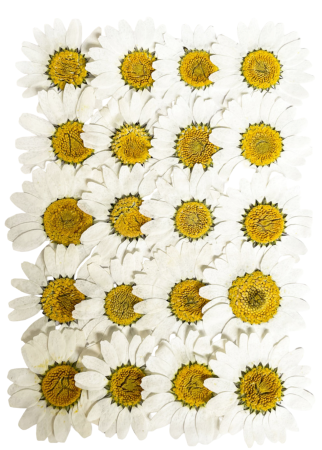 Flori si Frunze Uscate - Floare naturala uscata si presata - Crizantema, Set 20buc