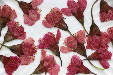 Floare naturala uscata si presata - Floare de Cires, Set 12buc [1]