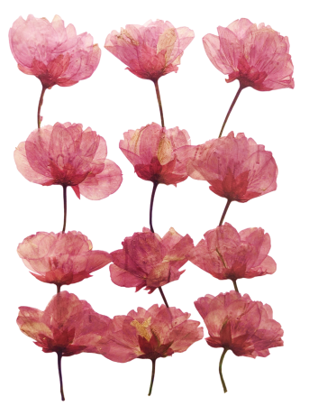 Flori si Frunze Uscate - Floare naturala uscata si presata - Floare de Cires, Set 12buc