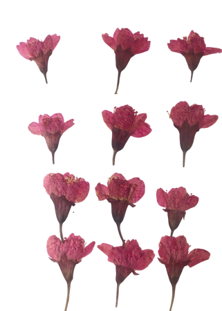 Plante si Flori Conservate / Uscate - Floare naturala uscata si presata - Floare de Cires, Set 12buc