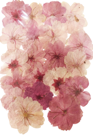 Flori si Frunze Uscate - Floare naturala uscata si presata - Floare de Cires, Set 20buc