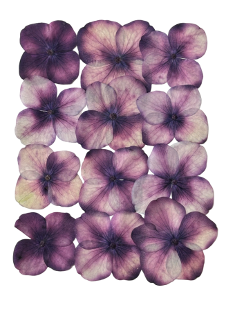 Flori si Frunze Uscate - Floare naturala uscata si presata - Hortensie, Set 12buc
