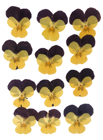 Flori si Frunze Uscate - Floare naturala uscata si presata - Panseluta, Set 12buc