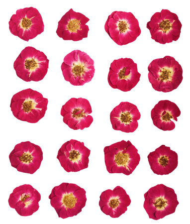 Flori si Frunze Uscate - Floare naturala uscata si presata - Trandafir, Set 20buc