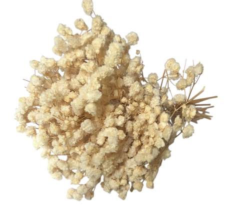 Flori Conservate - Floarea Miresei (Gypsophila) Stabilizata, L15cm - Buchet 15g