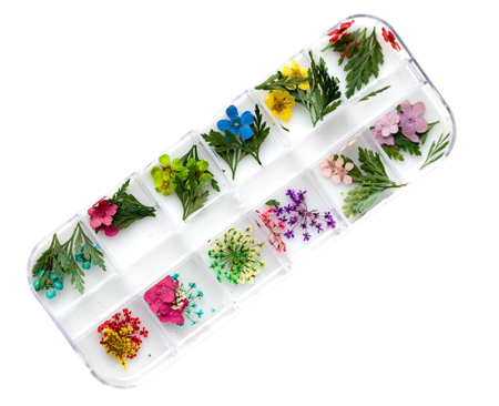 Flori si Frunze Uscate - Flori si Frunze decorative uscate