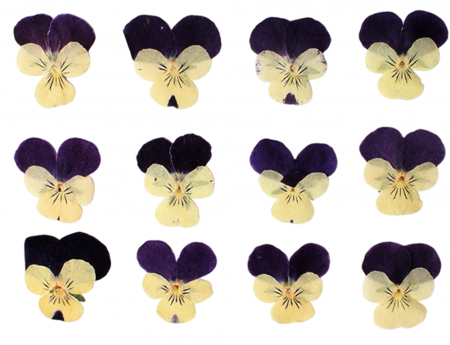 Flori si Frunze Uscate - Flori uscate - Panselute Violet/Galben deschis