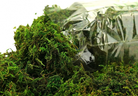 Plante si Flori Conservate / Uscate - Muschi natural Conservat 100g