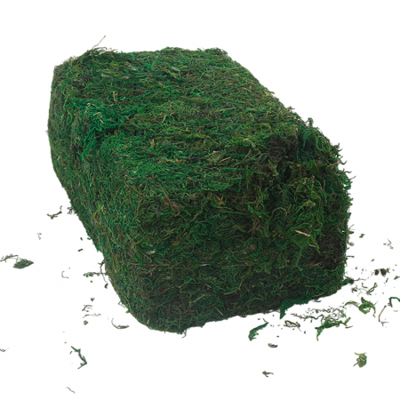 Plante si Flori Conservate / Uscate - Muschi natural Conservat 300g