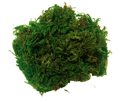 Plante si Flori Conservate / Uscate - Muschi natural Conservat 50g