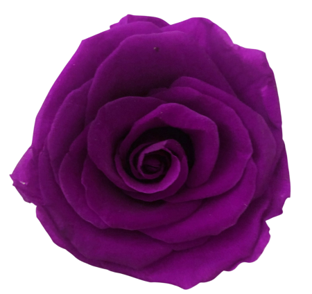 PLANTE SI FLORI NATURALE - Trandafir Criogenat, Cap ⌀ 4-5cm, Deep Purple - Set 6 buc