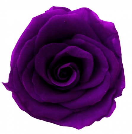 PLANTE SI FLORI NATURALE - Trandafir Criogenat, Cap ⌀ 4-5cm, Deep Purple - Set 6 buc
