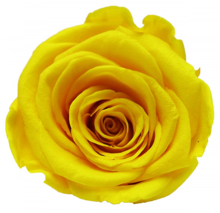 PLANTE SI FLORI NATURALE - Trandafir Criogenat, Cap ⌀ 4-5cm - Set 8 buc