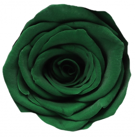 PLANTE SI FLORI NATURALE - Trandafir Criogenat, Cap ⌀ 6-7cm - Set 5 buc