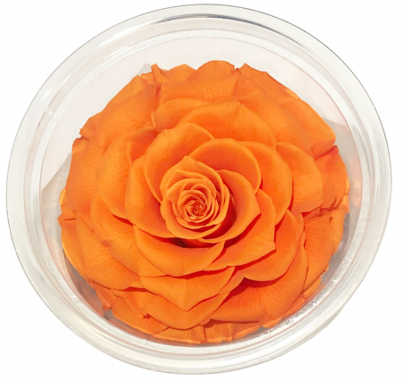 PLANTE SI FLORI NATURALE - Trandafir Criogenat, Cap ⌀ 9-10cm