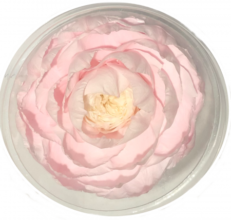 PLANTE SI FLORI NATURALE - Trandafir Criogenat, Cap ⌀ 9-10cm