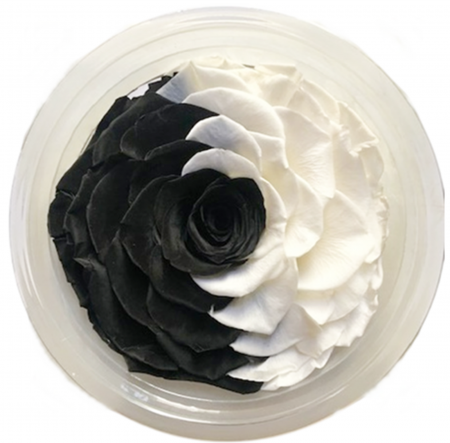 PLANTE SI FLORI NATURALE - Trandafir Criogenat White+Black, Cap ⌀ 9-10cm