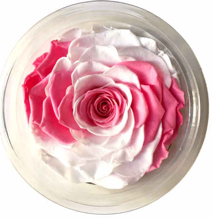 PLANTE SI FLORI NATURALE - Trandafir Criogenat White+Pink, Cap ⌀ 9-10cm