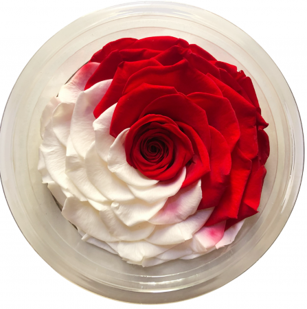 PLANTE SI FLORI NATURALE - Trandafir Criogenat White+Red, Cap ⌀ 9-10cm