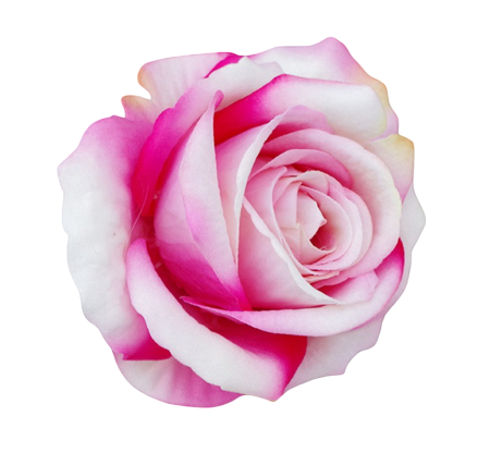 Capete Flori Artificiale - Trandafir din catifea, Cap ⌀ 10cm