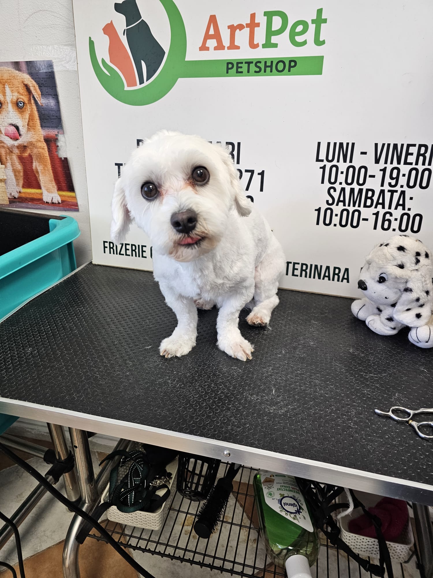 Pachet grooming câini 1-10 kg ArtPet