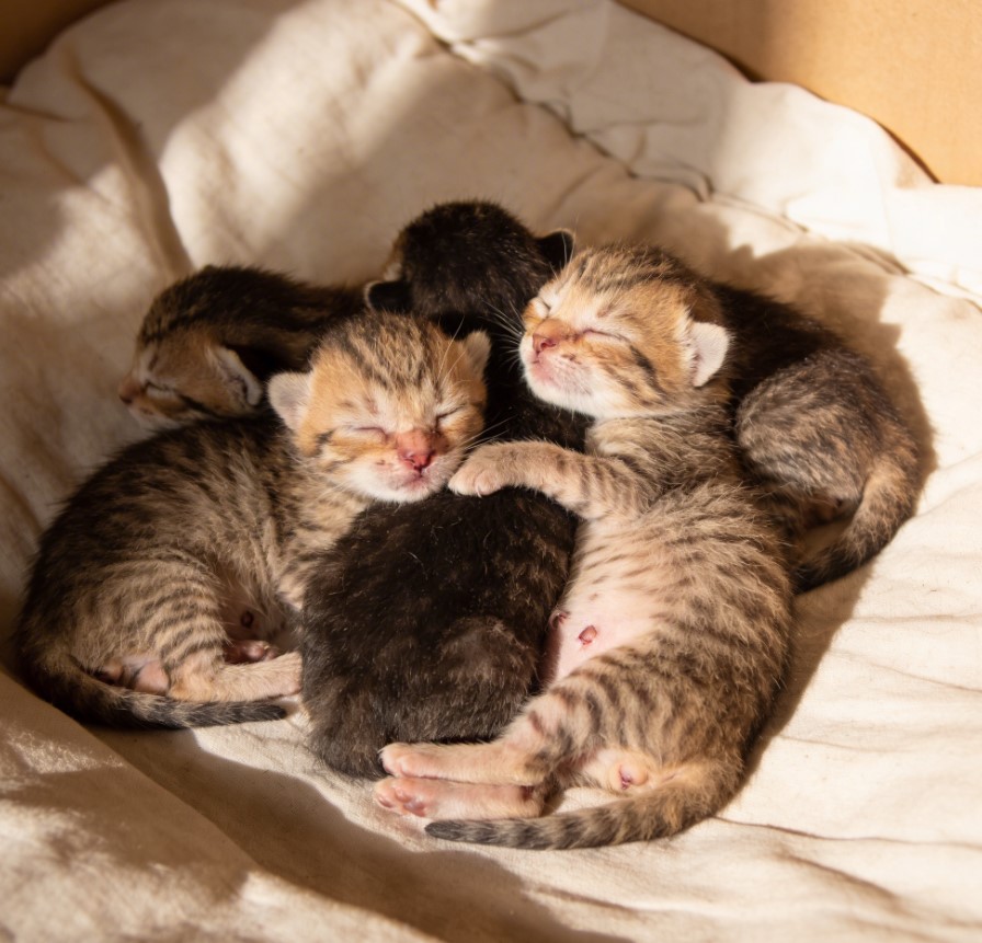 Ce cumperi pentru o pisică nouă – listă completă pentru începători