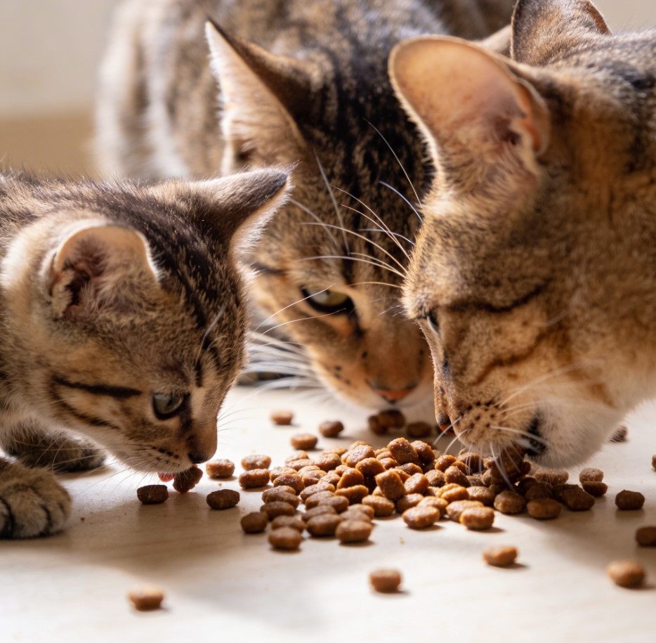 Ce mănâncă o pisică? Ghid complet de alimentație pentru o viață sănătoasă