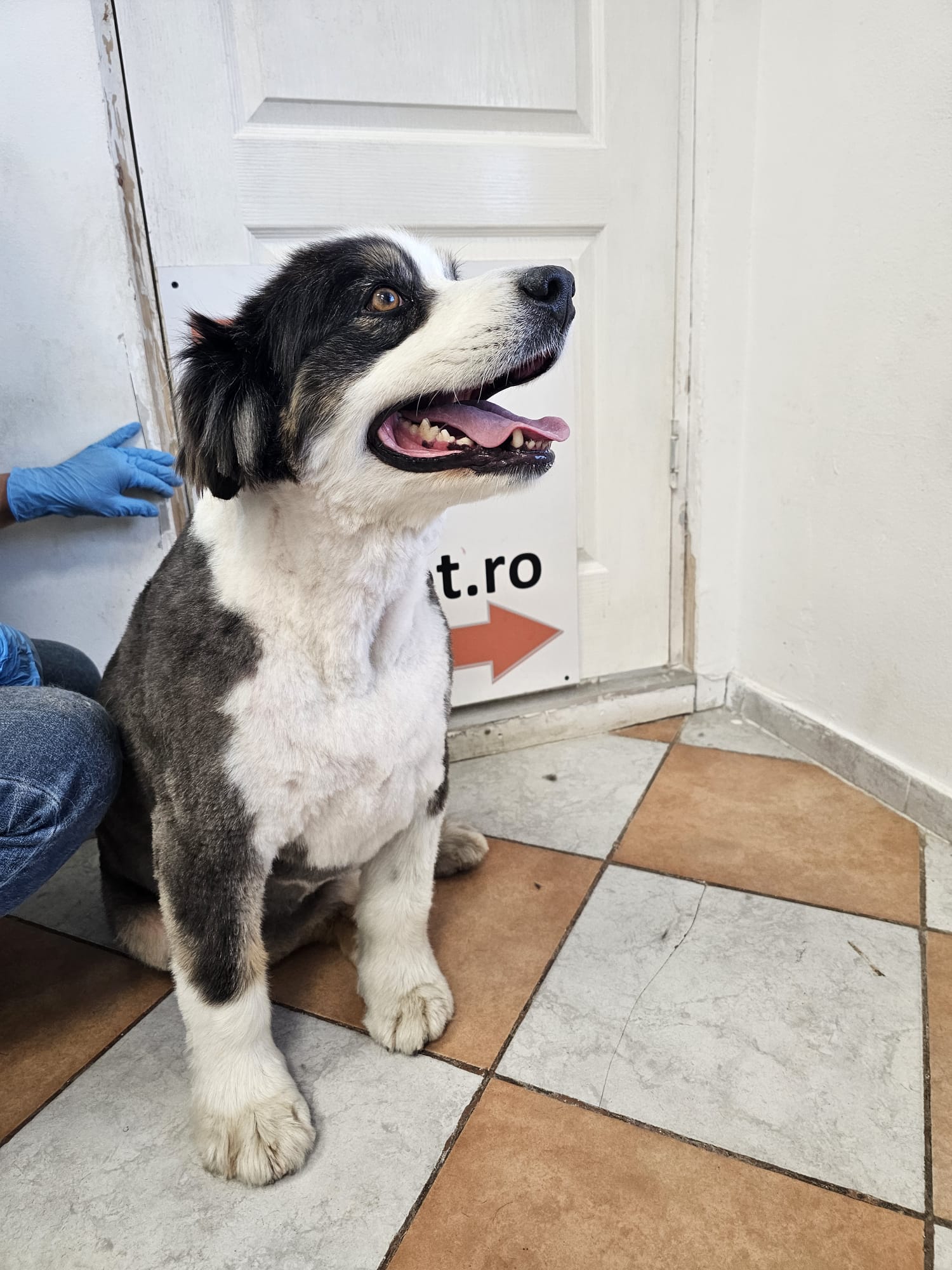Pachet grooming câini 10-20 kg ArtPet
