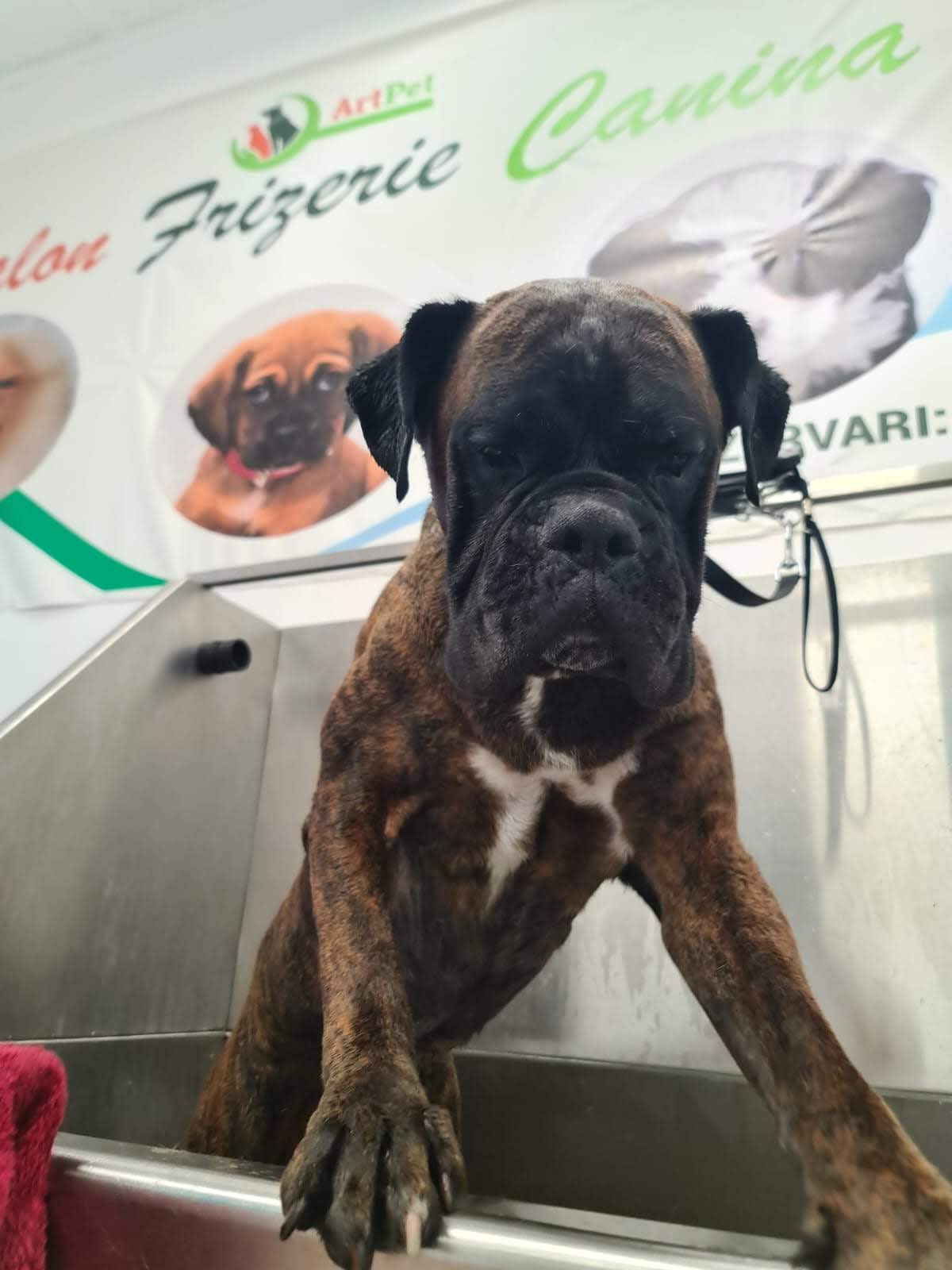 Pachet grooming câini peste 40 kg ArtPet